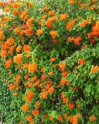 Image result for Tecoma capensis