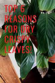 Read About My Top 6 Reason Why Your Houseplant Leaves Are Getting Brown And Crispy Edges Plant Leaves Turning Plant Leaves Plant Leaves Turning Brown