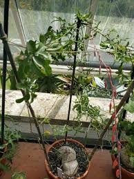 Image result for Kedrostis africana