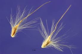 Image result for Bothriochloa