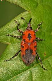 Image result for Rhynchosia ferruginea