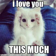 I Love You This Much Funny Cat Memes Cute Funny Animals Cute Baby Animals
