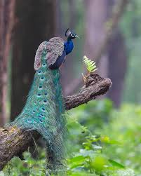 Bird With Big Feathers Indian Blue Peacock Pavo Cristatus Bird Photography Animal Planet Bird