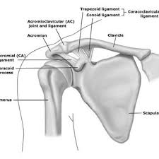 Learn vocabulary, terms and more with flashcards, games and other study tools. 2 The Shoulder Complex Www Uptodate Com Download Scientific Diagram