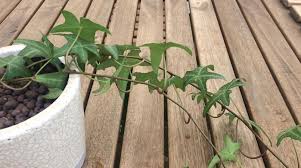 簡単に増やせる 人気の観葉植物アイビーの増やし方と育て方のコツ Lovegreen ラブグリーン