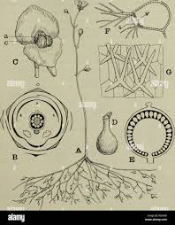 Image result for Lentibulariaceae