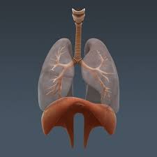 Human Body Internal Organs Anatomy 3d Model Max Obj 3ds Fbx C4d Lwo Lw Lws Cgtrader Human Respiratory System Respiratory System Respiratory System Anatomy