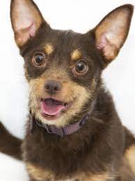 Maybe you would like to learn more about one of these? Adopt Chihuahua Mix Ruxom Pets Puppy Adoption Chihuahua