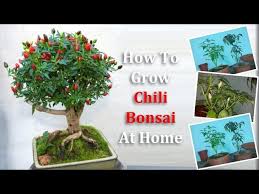 Absolutely great looking these pods are ripening on a pretty plant. How To Grow Chili Bonsai At Home Fast And Easy Chinese Pepper Fatalii Bonsai Green Plants Youtube