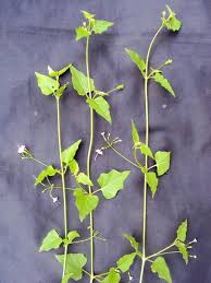 Image result for Commicarpus chinensis