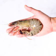 Prawns / Tiger Prawns( Colossal- 13 To 15 Pieces Per Kg) | Hafsa Seafoods