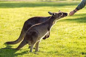 Like cows, kangaroos can chew their cud. What Do Kangaroos Eat
