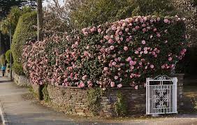 Camellia Hedge Falmouth Garden Shrubs Garden Hedges Rose Garden Landscape