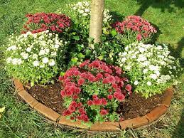 Growing Chrysanthemum Flowers How To Care For Mums Planting Mums Mums Flowers Chrysanthemum Care