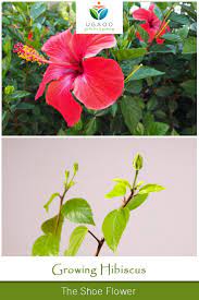 Growing Hibiscus Goddess Kali And Lord Ganesha S Favorite Flower Growing Hibiscus Hibiscus Flower Drawing Hibiscus Tree