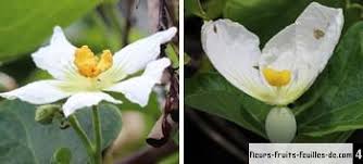 Image result for Lagenaria sphaerica