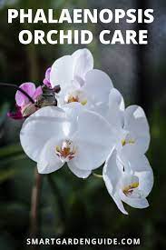 Phalaenopsis Orchid Care Orchid Care For Beginners Learn Everything You Need To Know About Growing And Looking Af Orchid Care Phalaenopsis Orchid Moth Orchid
