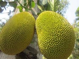 We did not find results for: Jack Fruit At Rs 29 Kilogram Jackfruit Id 11443604012