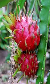 Maybe you would like to learn more about one of these? Dragon Fruit Plant Red Variety