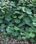 Image result for Rhoicissus tomentosa