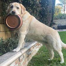 3 038 次赞 11 条评论 labs of insta labs of insta 在instagram 发布 thanks for the tag vincentnels animals and pets dogs and puppies labrador retriever