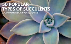 The 1905 vienna botanical congress rejected the name cactus and instead declared mammillaria was the type genus of the family cactaceae. 50 Popular Types Of Succulents With Pictures Keeping Succulents