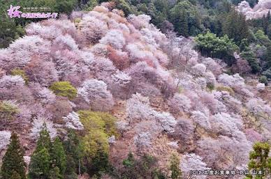 吉水神社からの「一目千本」（AI 生成）