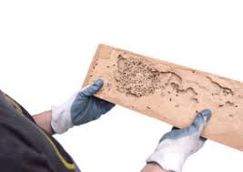 Absolute pest control is an industry leader in extermination. Blog Absolute Pest Control Inc