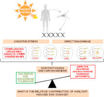 We did not find results for: Sunlight Damage To Cellular Dna Focus On Oxidatively Generated Lesions Sciencedirect