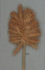 Image result for Sphaerocyperus