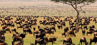 Tanzania is on the up, but kenya still has the edge for family travel. Tanzania Safari Vs Kenya Safari Which One Is Better