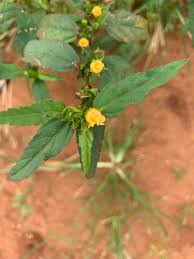 Image result for Sida ovata