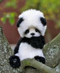 Suit N Tie Uk Adli Kullanicinin Cute Animals Amazing Wildlife Panosundaki Pin 2020 Cok Sirin Hayvanlar Komik Hayvan Fotograflari Bebek Yavru