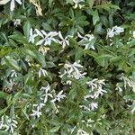 Image result for Turraea obtusifolia
