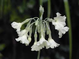 Image result for Primulaceae