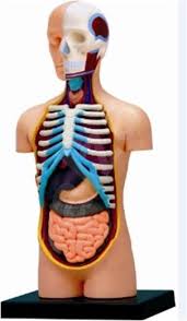 Understanding the back muscles anatomy of the torso for artists. Human Anatomy Torso Anatomy Model Alzashop Com