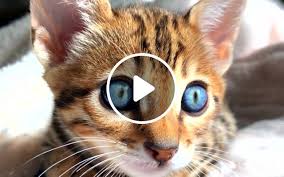 I Can See It In Your Eyes Memes Video Gifs Mashups Memes Hello Is