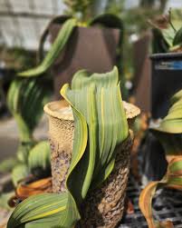 Image result for Hyparrhenia welwitschii