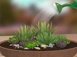 Each custom design is created in a decorative dish or bowl with either tropical plants, succulents, or cacti. How To Create A Dish Garden 12 Steps With Pictures Wikihow