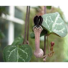 Image result for Ceropegia schultzei
