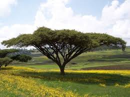 Image result for Acacia abyssinica