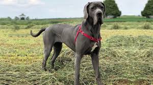 Bilderesultat for great dane wiki