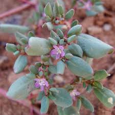 Image result for Trianthema