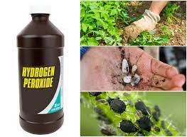 In particular, hydrogen peroxide can be used to target specific problems that crop up when soil aeration is poor. 10 Surprising Ways To Use Hydrogen Peroxide In The Garden