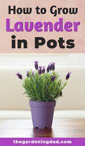 5 Simple Tips How To Grow Lavender From Seed The Gardening Dad Growing Lavender Lavender Plant Care Indoor Lavender Plant