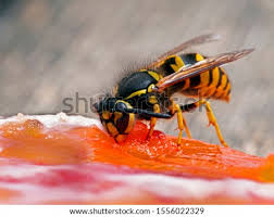Not surprisingly, yellowjackets get their common name from their typical black and yellow color pattern banded across their abdomens. Shutterstock Puzzlepix