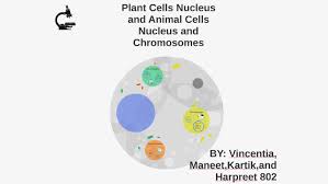 Maybe you would like to learn more about one of these? Plant Cells Nucleus And Animal Cells Nucleus And Chromosomes By Maneet Khera