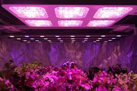 Maybe you would like to learn more about one of these? Best Led Grow Lights Review How To Choose
