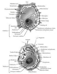 Sel hewan merupakan sel eukariotik yang membentuk jaringan tubuh hingga organ. Seluk Beluk Sel Pustaka Belajar