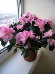 How To Care For Indoor Azaleas Garden Guides Especies De Flores Flores Jardim